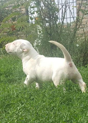 Stenci BULL TERRIERA 