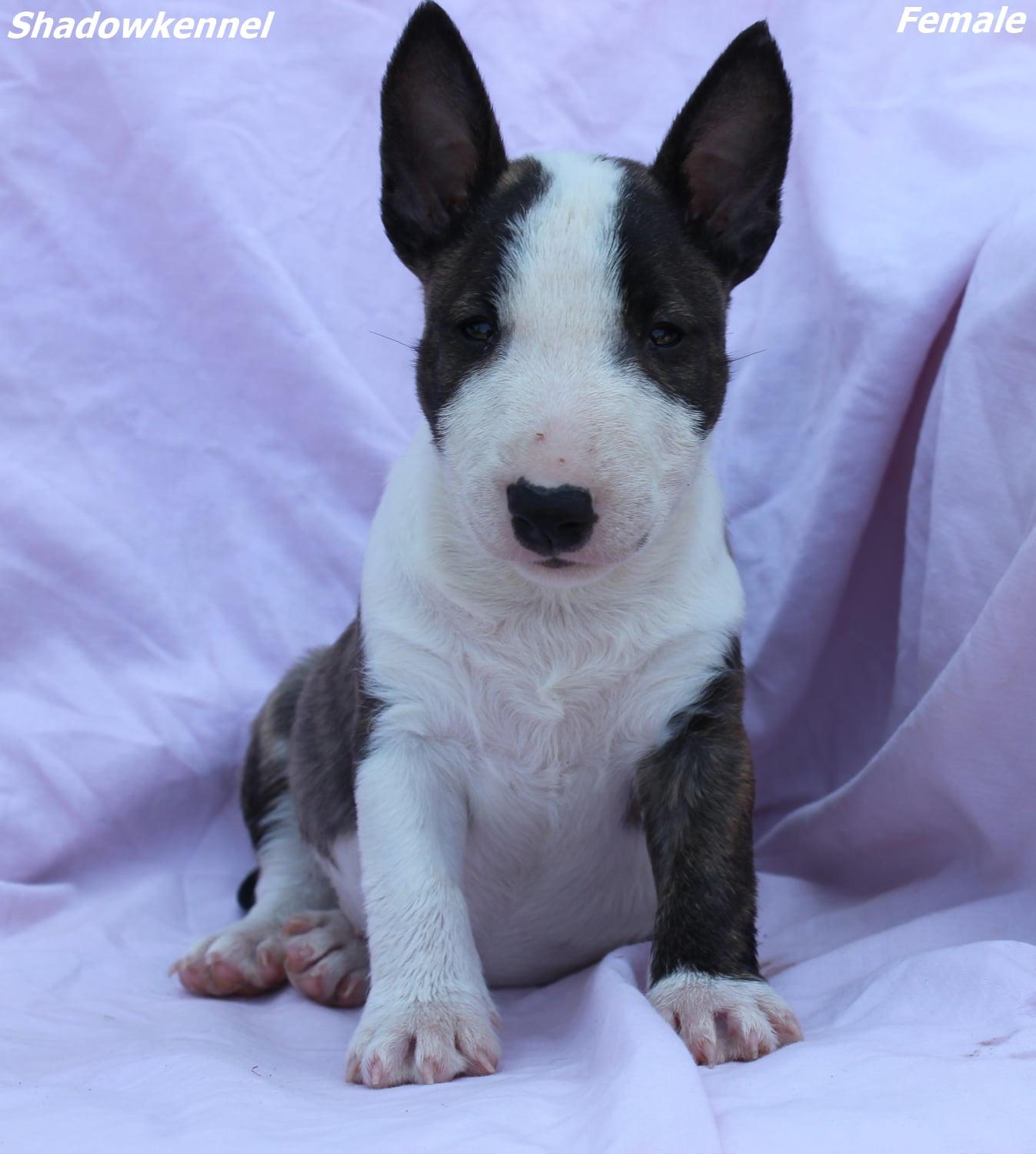 Mini-Bull-Terijer-prelepi-štenci