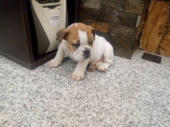 Engleski buldog zenkica