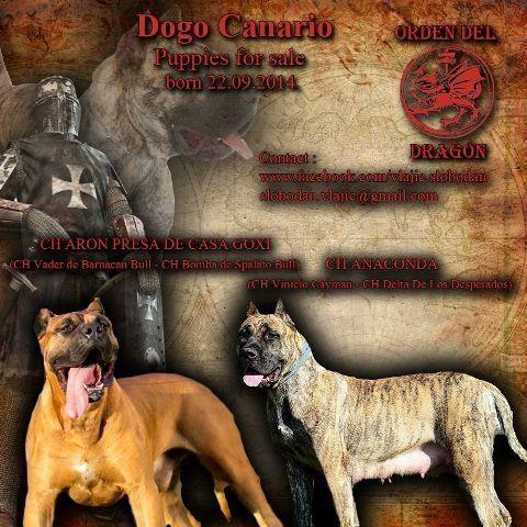 DOGO CANARIO,stenci