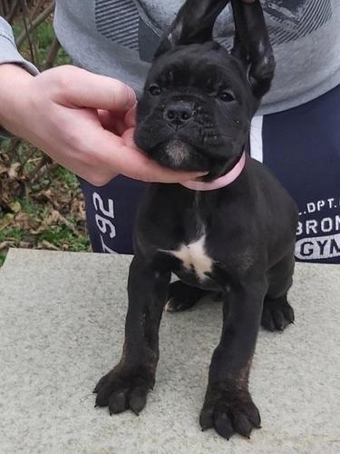 Cane corso štenci