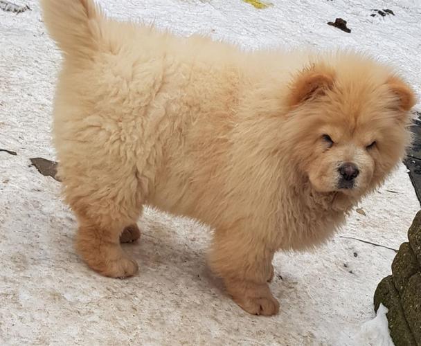 Lijepi štenad chow chow.