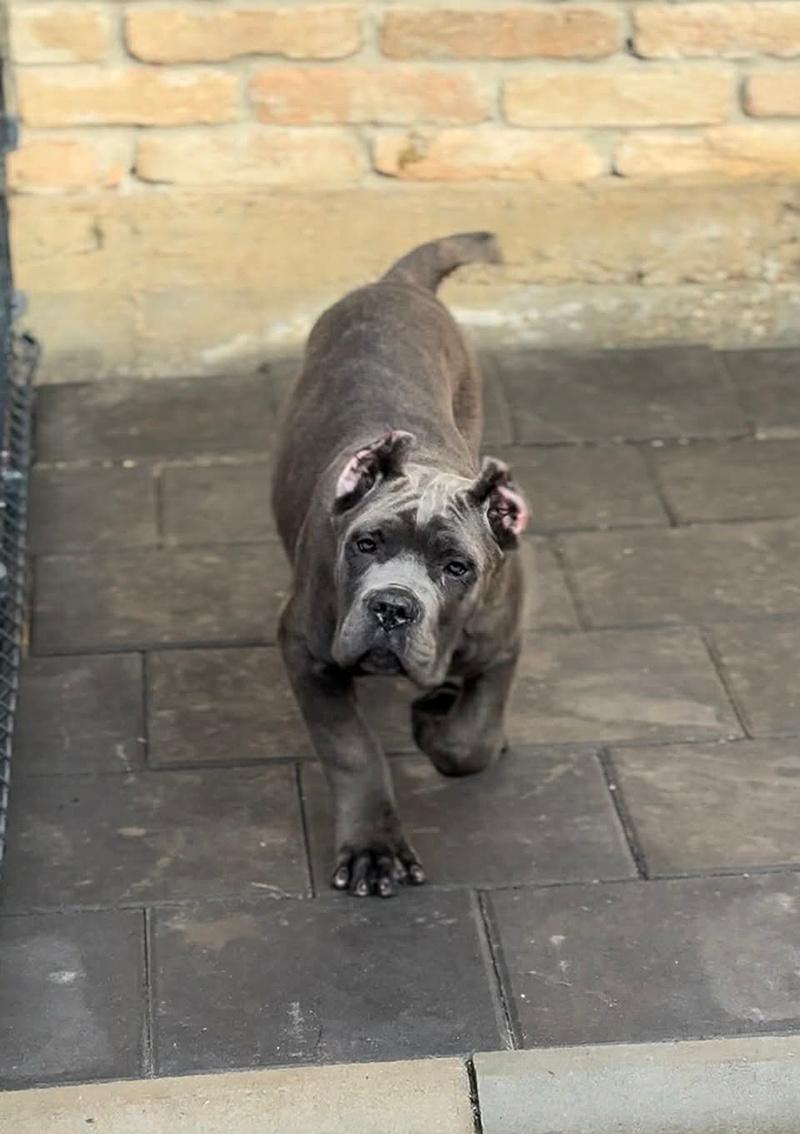 Cane-Corso