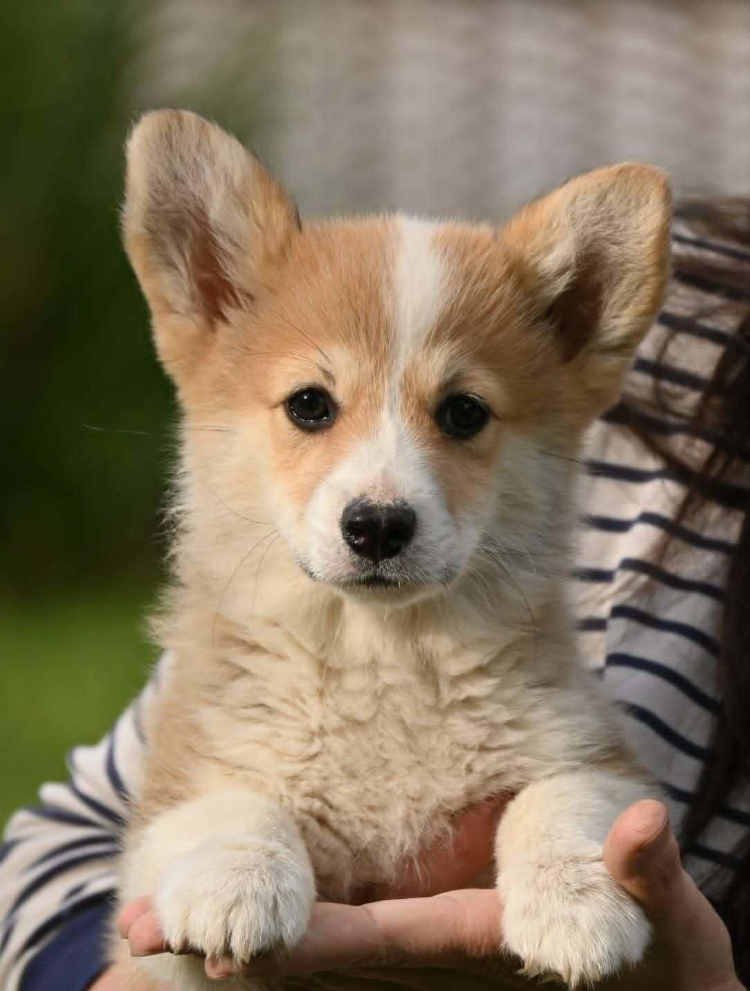 Velski-korgi-Welsh-Corgi-Pembroke