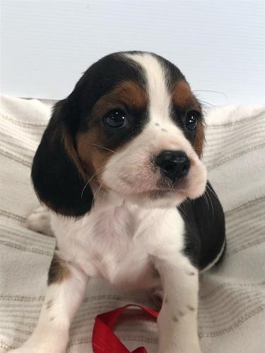 Splendidu   Cuccioli Beagle