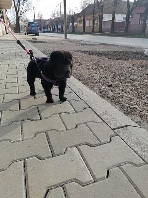 Shar pei - šar pej,prelepo crno kuče