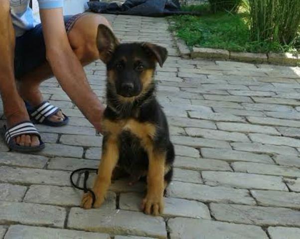  Nemački ovčar štenci odličnog porekla 