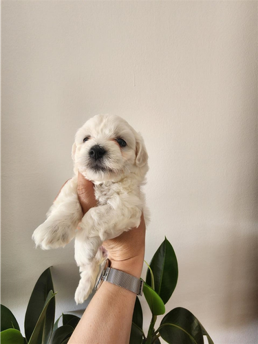 Maltezer 