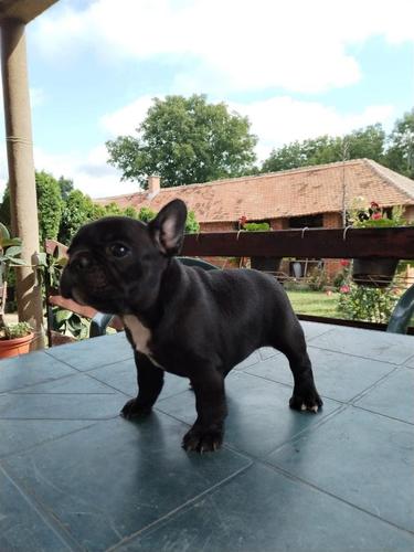 Francuski buldog štenci