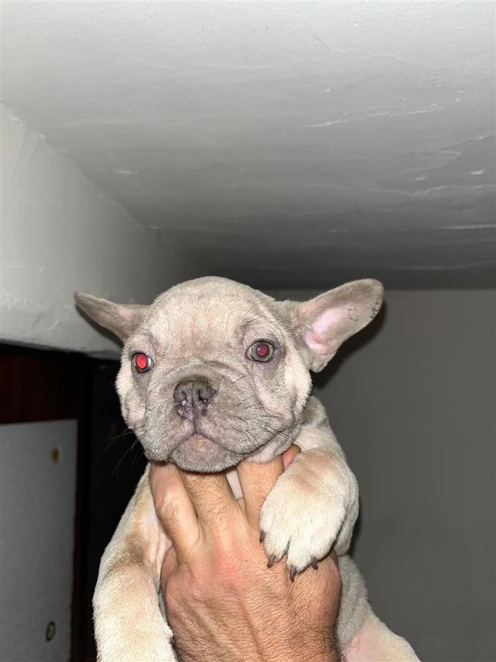 Egzotični-Francuski-Buldog