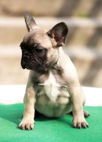 Francuski buldog stenad