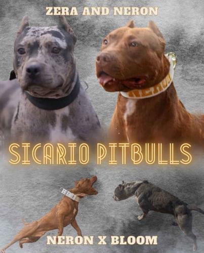 American pitbull terier