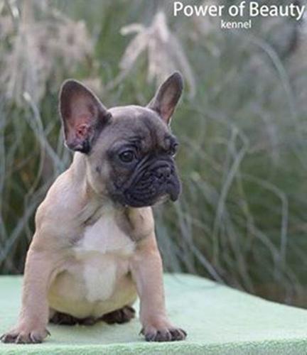Francuski buldog 