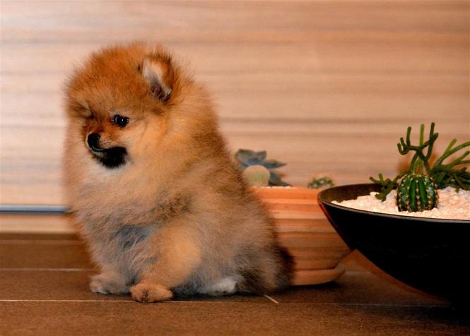 Pomeranski spic