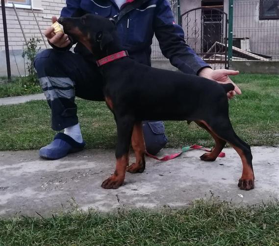Doberman štenci