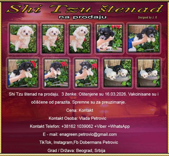 Shi Tzu