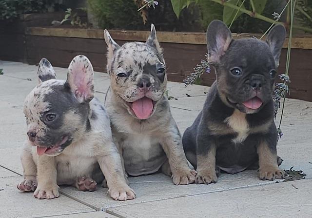 FRANCUSKI-BULDOG---egzotičnih-boja