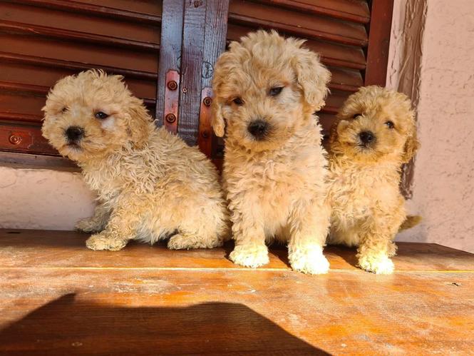 Labradoodle štenci