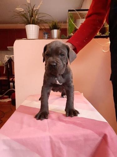 Cane corso štenci