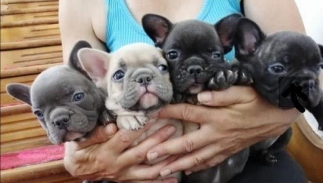 Francuski buldog štenci egzotičnih boja 