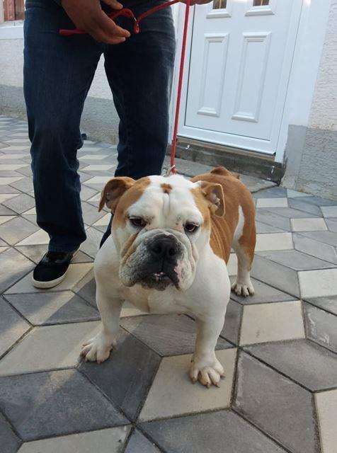 Engleski-buldog