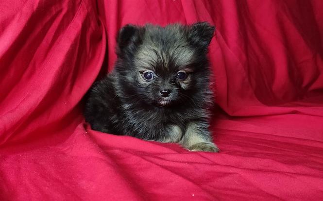 Pomeranski spic boo