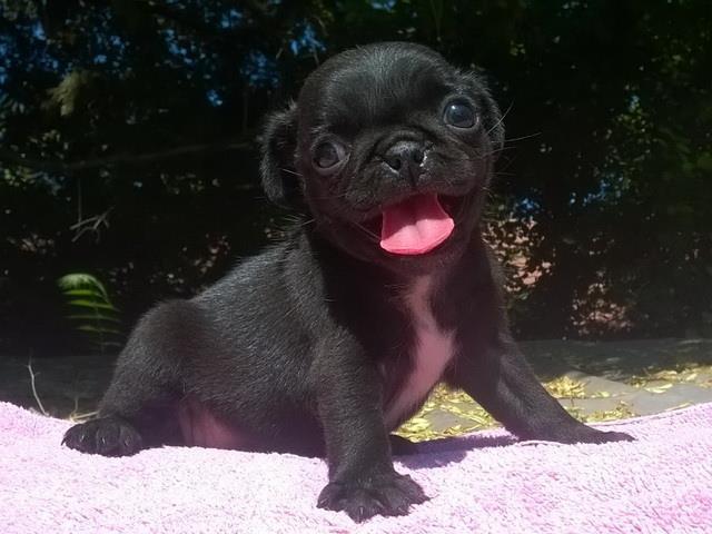Mops, kvalitetna stenad