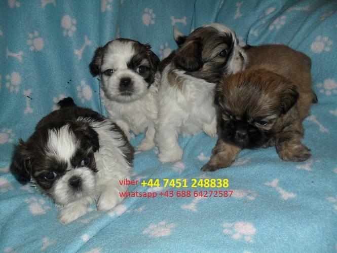 Shih Tzu štenci
