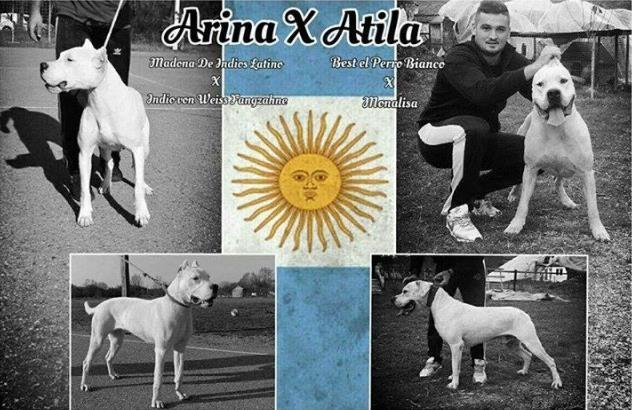 Dogo Argentino
