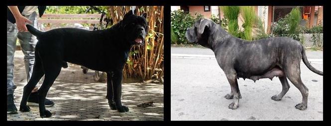Cane corso štenci