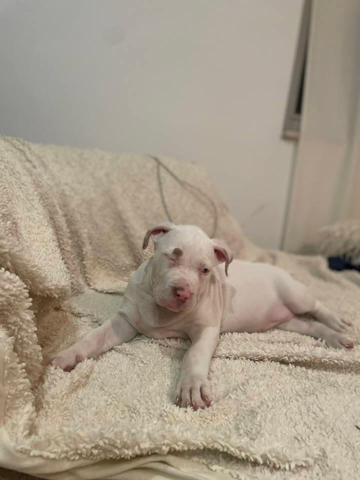 American-bully-štenci---vrhunski-kvalitet