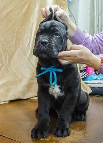 Cane corso štenci