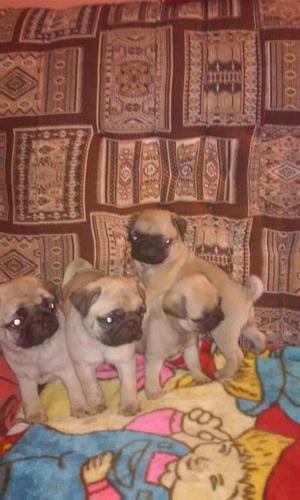 Mops stenci