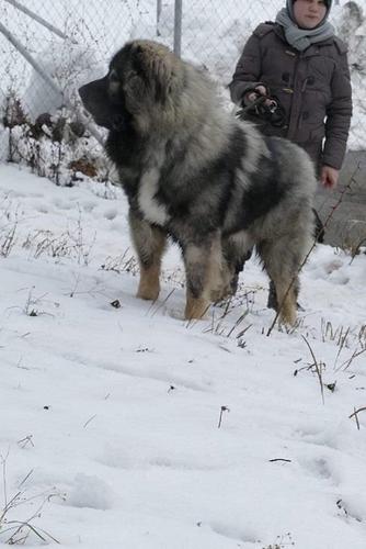 Kavkaski ovčar