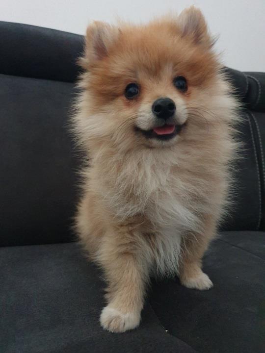 Pomeranac-spic-Stenci