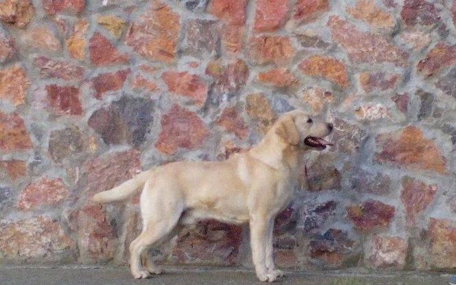 Labrador retriver štenci izuzetnih krvnih linija