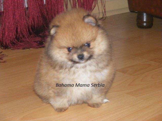 Pomeranski špic - Boo štenci