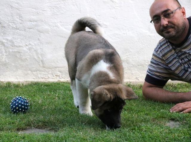 Američka Akita