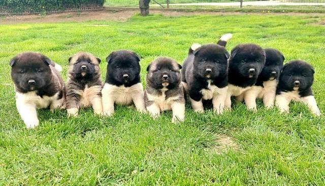 Americka Akita, stenci