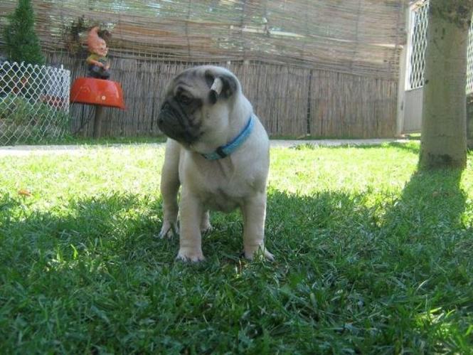 MOPS i CAVALIER 