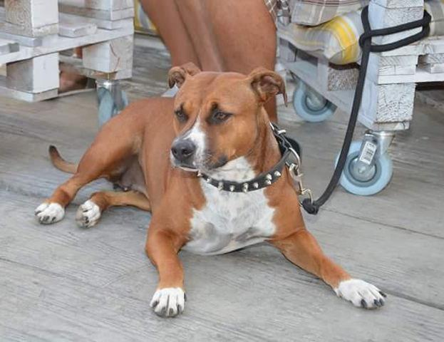 PIT BULL terijer - vrhunskog porekla