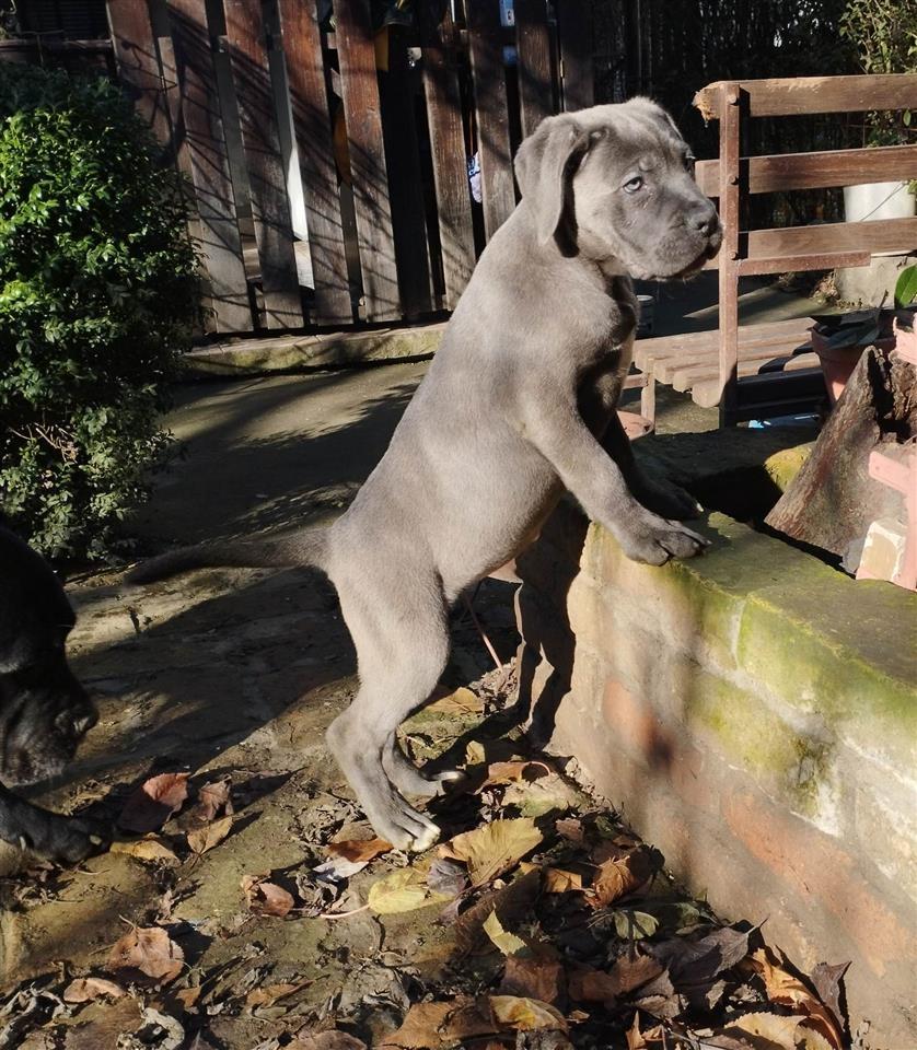 Cane-Corso-štenci