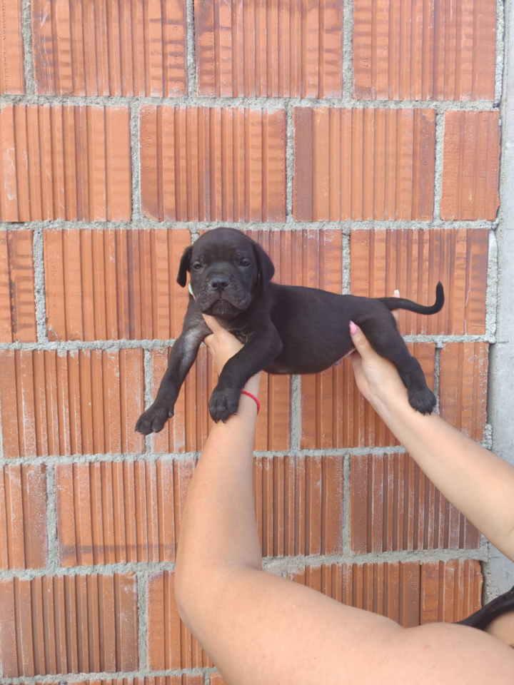 Cane-Corso-štenci-šampionskog-porekla-