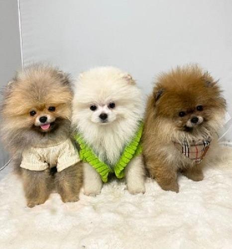Pomeranac (BOO), garancija veličine 