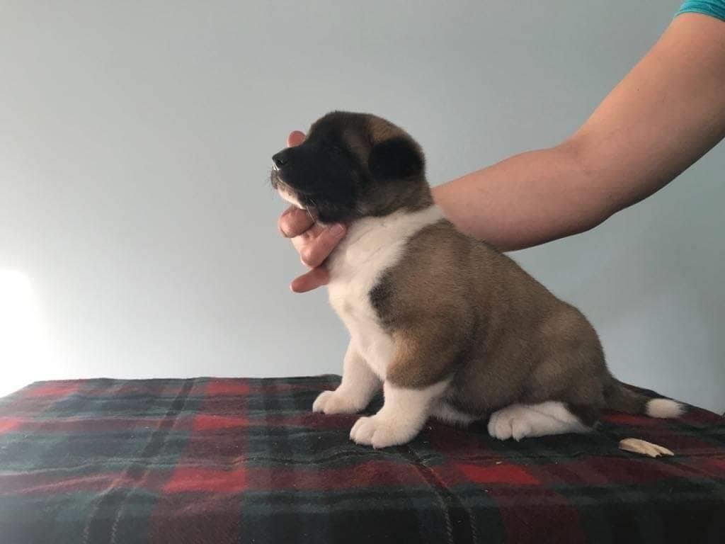 Američka-akita-prelepi-štenci