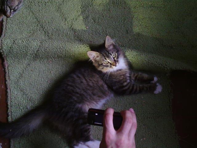 Macke