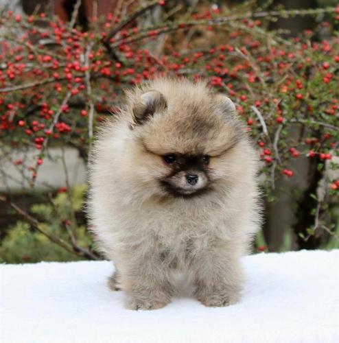 Pomeranac