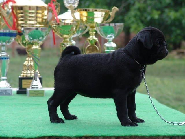 MOPS-stenci-sampionskog-porekla