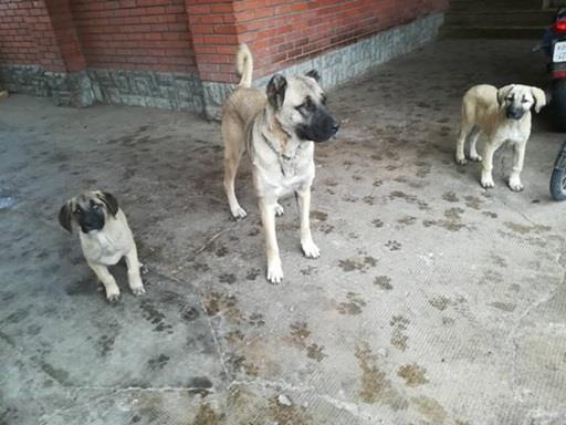 Kangal---Turski-pastirski-pas
