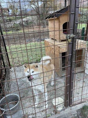 Japanaska Akita